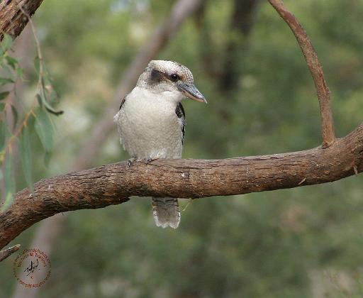 Kookaburra 9Y180D-187.JPG